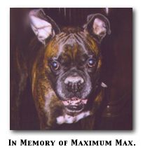 GA Boxer Rescue